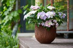 hortensia tuinhortensia hydrangea garden outside tuin 2024 shoot mei 2023 tbv 2024