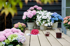 HYDRANGEAWORLD_Hortensia_buiten_-103
