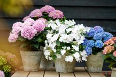 HYDRANGEAWORLD_Hortensia_buiten_-105