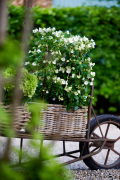 hortensia tuinhortensia hydrangea garden outside tuin klimhortensia climbing wagen wagon basket mand 2024 shoot mei 2023 tbv 2024