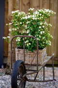 hortensia tuinhortensia hydrangea garden outside tuin klimhortensia climbing wagen wagon basket mand 2024 shoot mei 2023 tbv 2024
