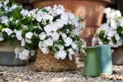 HYDRANGEAWORLD_Hortensia_buiten_-18