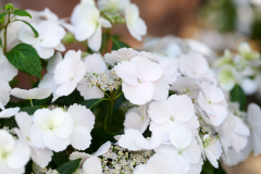HYDRANGEAWORLD_Hortensia_buiten_-22