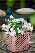 HYDRANGEAWORLD_Hortensia_buiten_-29