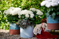 hortensia tuinhortensia hydrangea garden outside tuin 2024 shoot mei 2023 tbv 2024