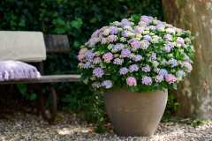 HYDRANGEAWORLD_Hortensia_buiten_-32