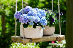HYDRANGEAWORLD_Hortensia_buiten_-36