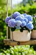 HYDRANGEAWORLD_Hortensia_buiten_-39