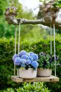 HYDRANGEAWORLD_Hortensia_buiten_-41