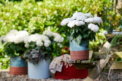 hortensia tuinhortensia hydrangea garden outside tuin 2024 shoot mei 2023 tbv 2024