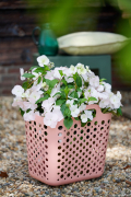 HYDRANGEAWORLD_Hortensia_buiten_-55