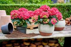HYDRANGEAWORLD_Hortensia_buiten_-62