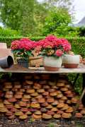 HYDRANGEAWORLD_Hortensia_buiten_-64