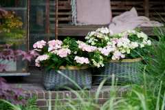 HYDRANGEAWORLD_Hortensia_buiten_-66