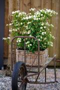 hortensia tuinhortensia hydrangea garden outside tuin klimhortensia climbing wagen wagon basket mand 2024 shoot mei 2023 tbv 2024