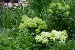 HYDRANGEAWORLD_Hortensia_buiten_-74