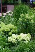 HYDRANGEAWORLD_Hortensia_buiten_-75