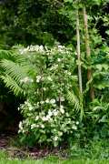 HYDRANGEAWORLD_Hortensia_buiten_-76