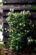 HYDRANGEAWORLD_Hortensia_buiten_-79