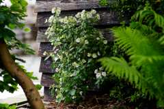 HYDRANGEAWORLD_Hortensia_buiten_-82