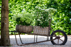 hortensia tuinhortensia hydrangea garden outside tuin klimhortensia climbing wagen wagon basket mand 2024 shoot mei 2023 tbv 2024