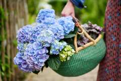 HYDRANGEAWORLD_Hortensia_buiten_-95