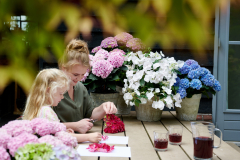 HYDRANGEAWORLD_Hortensia_buiten_-97