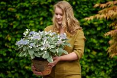 hortensia tuinhortensia hydrangea garden outside tuin model 2024 shoot mei 2023 tbv 2024