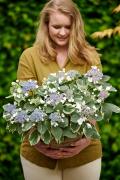 hortensia tuinhortensia hydrangea garden outside tuin model 2024 shoot mei 2023 tbv 2024