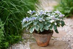 hortensia tuinhortensia hydrangea garden outside tuin 2024 shoot mei 2023 tbv 2024