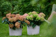 hortensia tuinhortensia hydrangea garden outside tuin 2024 shoot mei 2023 tbv 2024