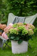 hortensia tuinhortensia hydrangea garden outside tuin 2024 shoot mei 2023 tbv 2024