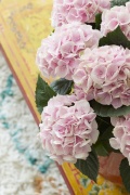 2023, hortensia, kamer hortensia, roze, solo