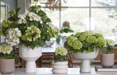 2023, hortensia, kamer hortensia, multi, wit, groen