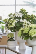 2023, hortensia, kamer hortensia, wit, groen