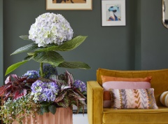 2023, hortensia, kamer hortensia,  solo, stam vorm, blauw