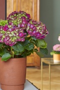 2023, hortensia, kamer hortensia,  solo, paars