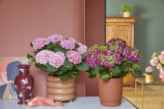 2023, hortensia, kamer hortensia, roze, paars