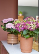 2023, hortensia, kamer hortensia, paars, roze