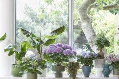 2023, hortensia, kamer hortensia, kamer planten, paars, blauw, multi