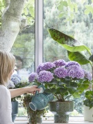 2023, hortensia, kamer hortensia,  solo, paars, model