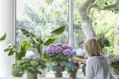 2023, hortensia, kamer hortensia, kamerplant, model, paars, blauw, multi