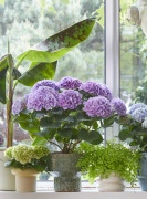 2023, hortensia, kamer hortensia, wit, paars, blauw, multi, kamperplant