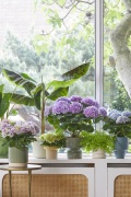 2023, hortensia, kamer hortensia, paars, wit, blauw, multi, kamperplant
