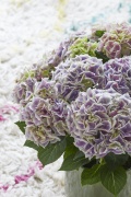 2023, hortensia, kamer hortensia, solo, lila, bicolor
