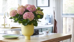 2023, hortensia, kamer hortensia, roze  solo