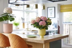 2023, hortensia, kamer hortensia, roze, wit, stam vorm