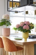 2023, hortensia, kamer hortensia, roze, wit, stam vorm
