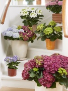 2023, hortensia, kamer hortensia, multi