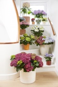 2023, hortensia, kamer hortensia, multi
